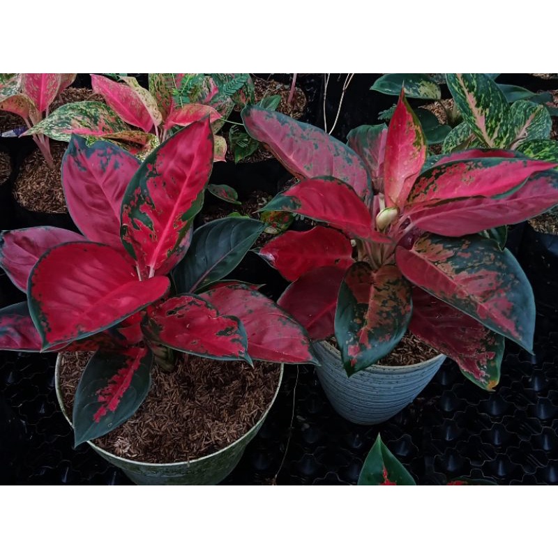 aglonema suksom Merapi  jumbo indukan