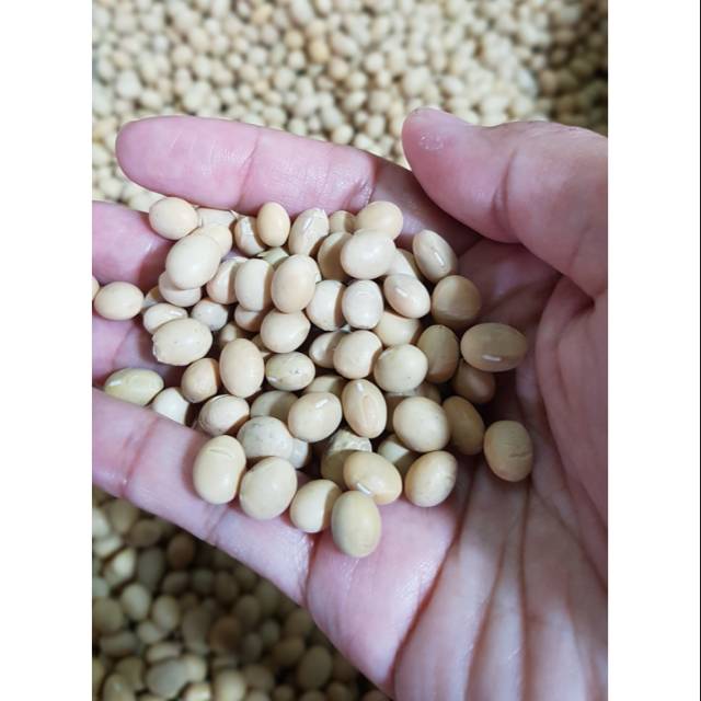 

Kacang kedelai murah