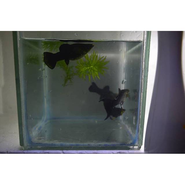 

Black Molly Fish