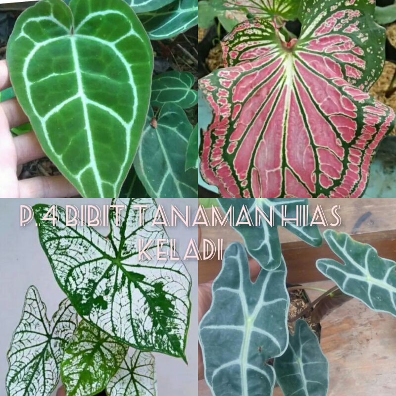 4.jenis tanaman hias keladi