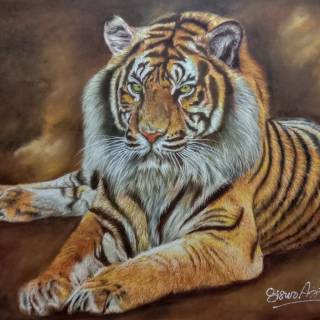 Foto Harimau Garang Foto Harimau Garang