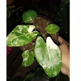 Keladi/Caladium Varigata