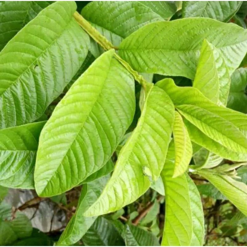 pucuk daun jambu biji