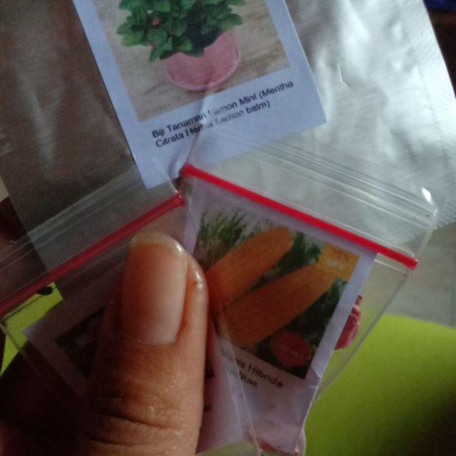Biji Benih Lemon Mint (monarda Citriodora)