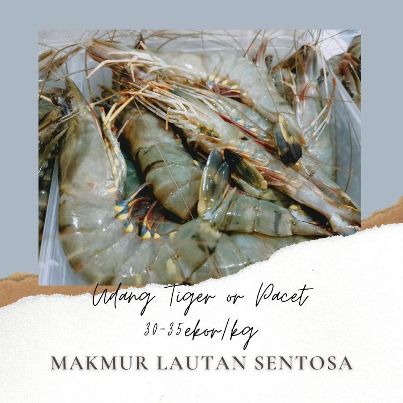 

Udang Tiger / Pacet / Pancet Size 31 -35/Kg