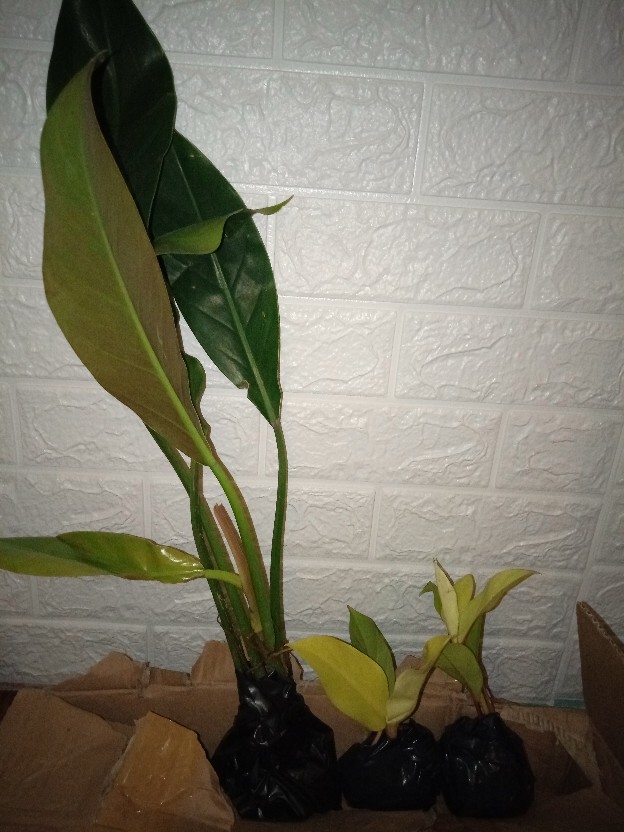 Philodendron Litle Phil Philodendron Karet Pilo Daun Lebar