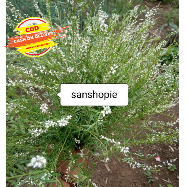 

Daun Akar Wangi segar petik langsung 600 Gram