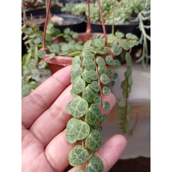 sukulen string of turtle akar bagus sehat