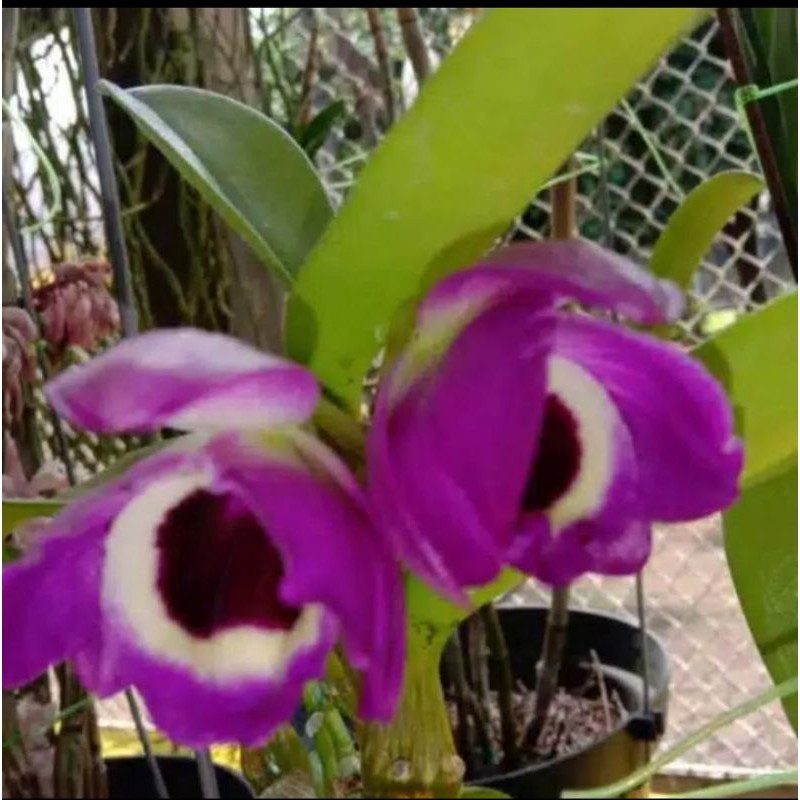 Anggrek Dendrobium Nobile dewasa