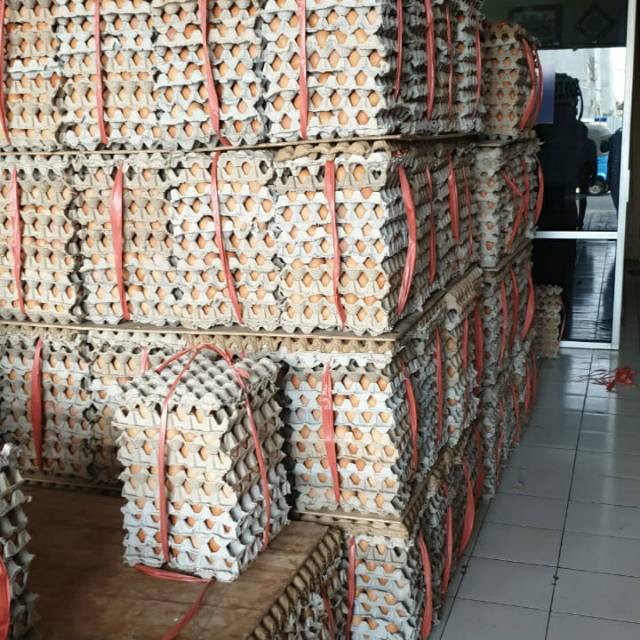 

Penjualan 1 iket / 15 kg