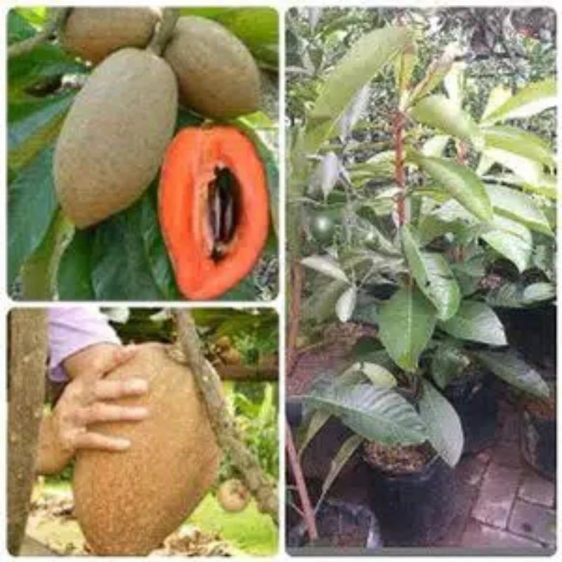 BIBIT MAME SAPOTE MAGANA // MAMEY SAPOTE