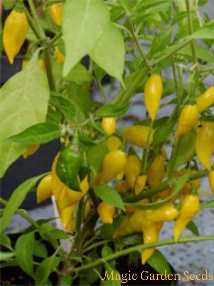 Haira Seed Bibit-Biji Cabe Habanero Lemon