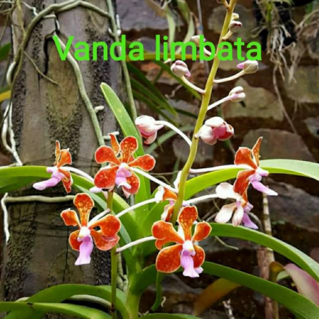 Vanda limbata