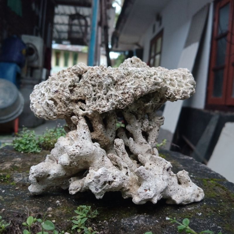 batu karang laut asli dari laut bentuk istimewah lubang gua seram batu karang laut batu karang gua a