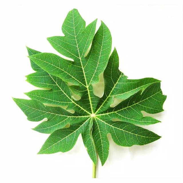 

Daun Pepaya Segar/Daun Kates Segar