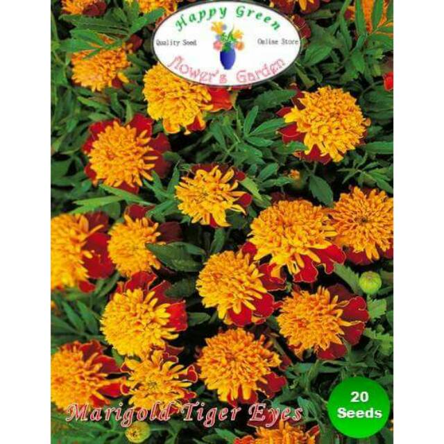 Benih Biji Bunga Marigold