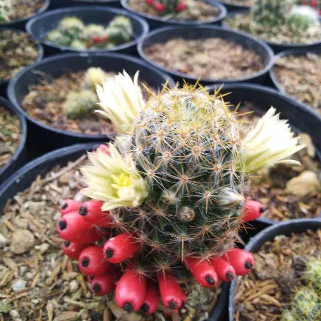 Kaktus dan Sekulen Mini "Hidup" tanaman Hias Cantik