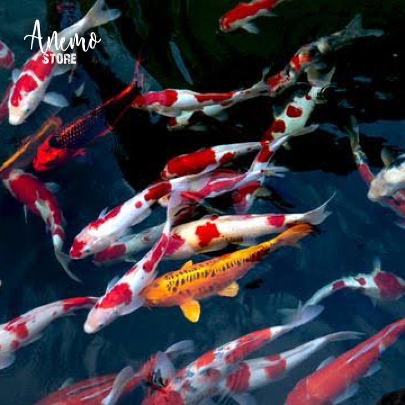 Bibit ikan koi bandung