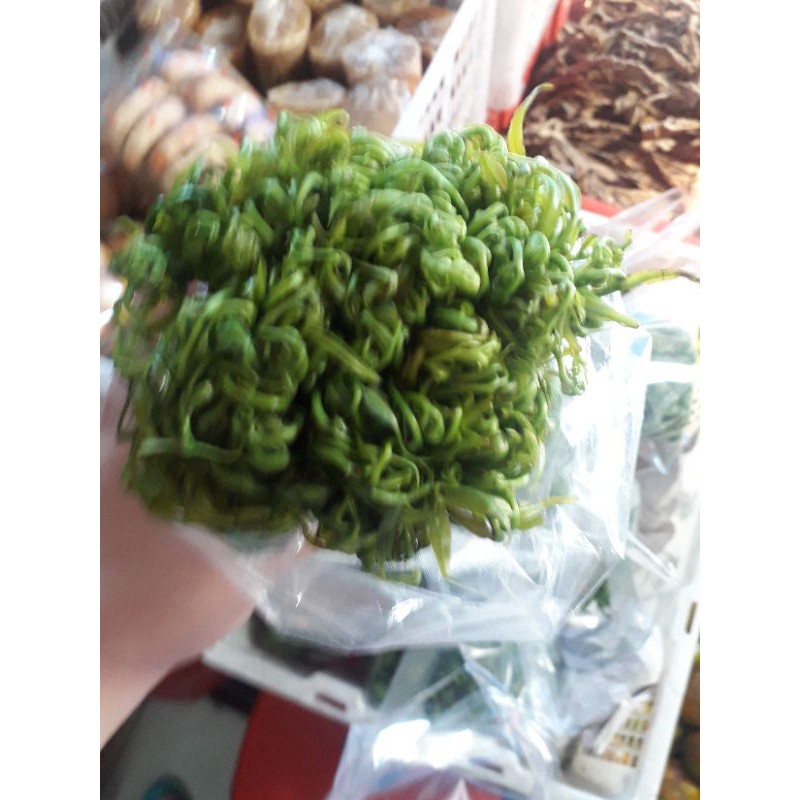 

sayur pakis