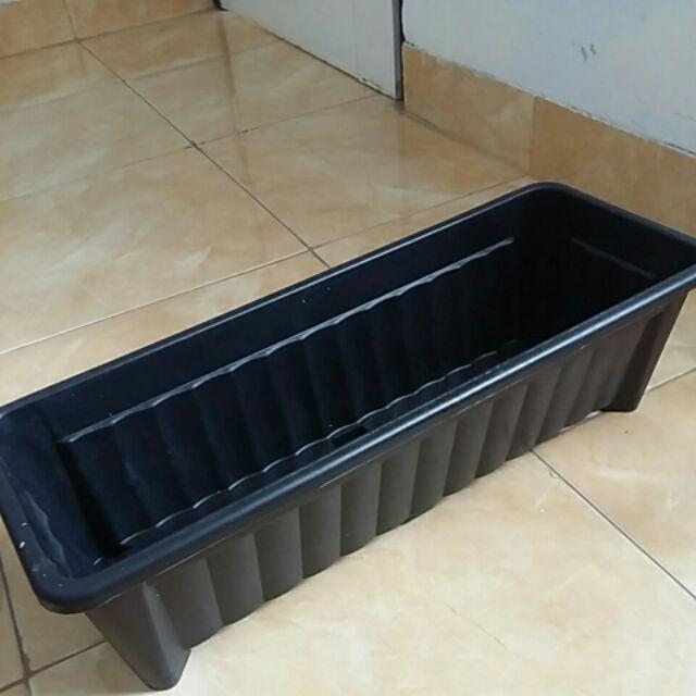 Tanaman Hias Rambat Lee Kwan Yew Paket + Pot
