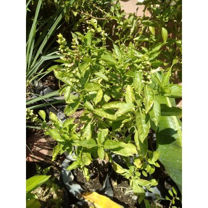 

DAUN BASIL~SWEET BASIL~SAYUR BASIL