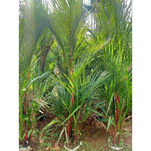 pohon palem merah 2 meter