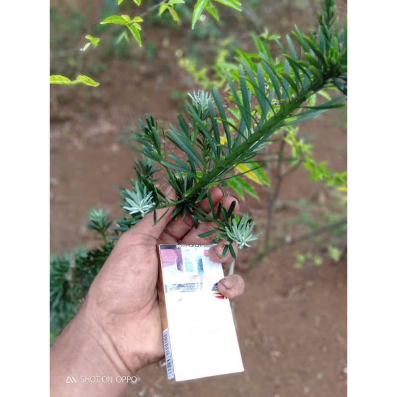 Bibit lohansung daun biru Mikro Bahan bonsai