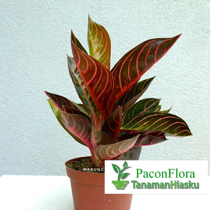 Tanaman hias aglonema red sumatra - aglaonema pride of sumatra