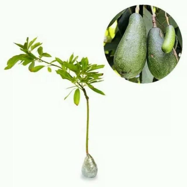 Bibit alpukat aligator