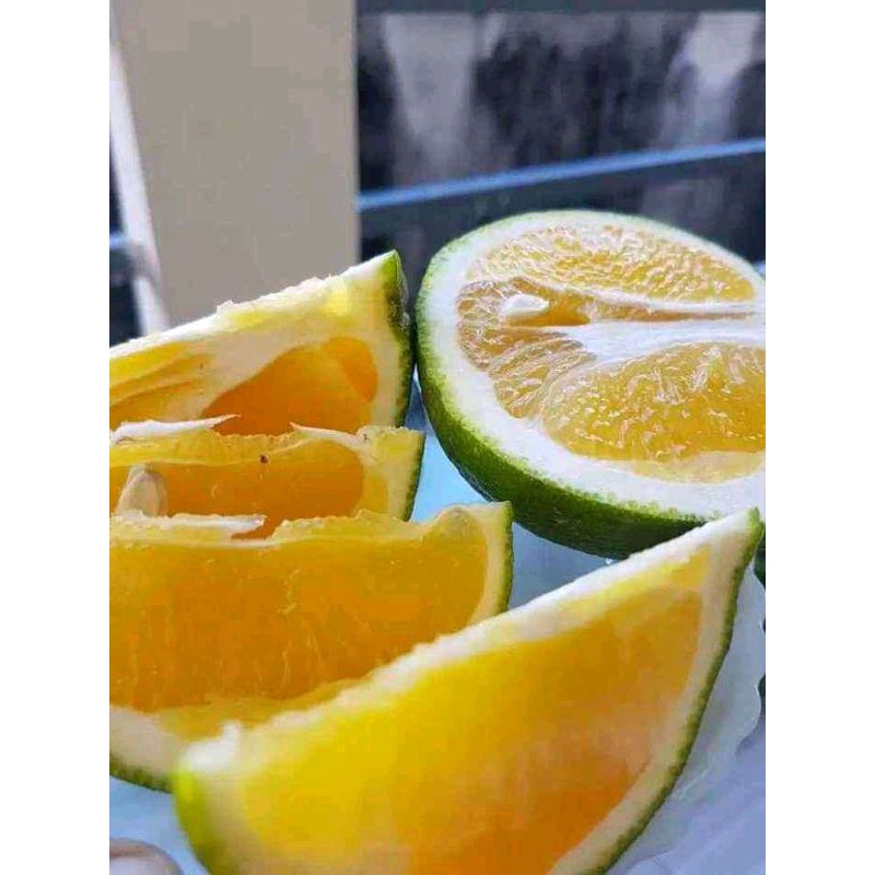 BIBIT BUAH JERUK SANKIST BABY/Bibit Jeruk Sankist Baby