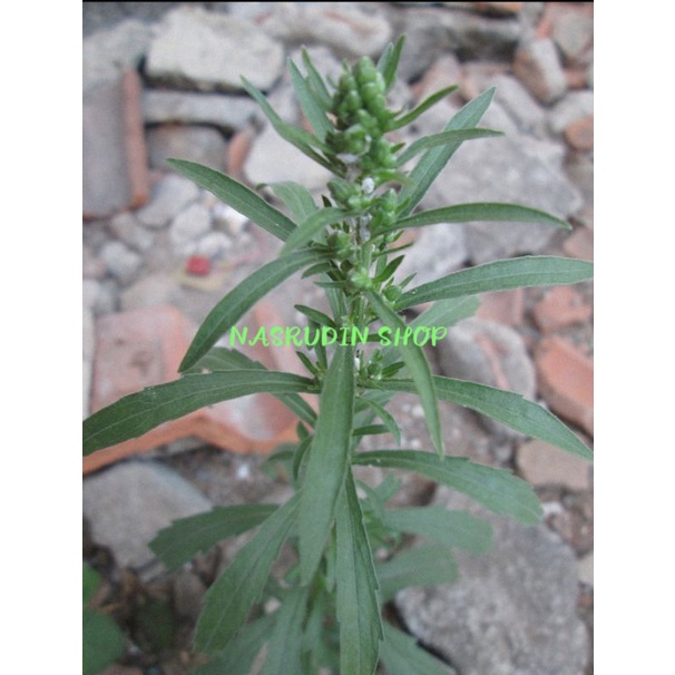 

[Fresh] BIBIT DAUN JELANTIR JALANTIR SITUDUH LANGIT SEGAR / UTUH