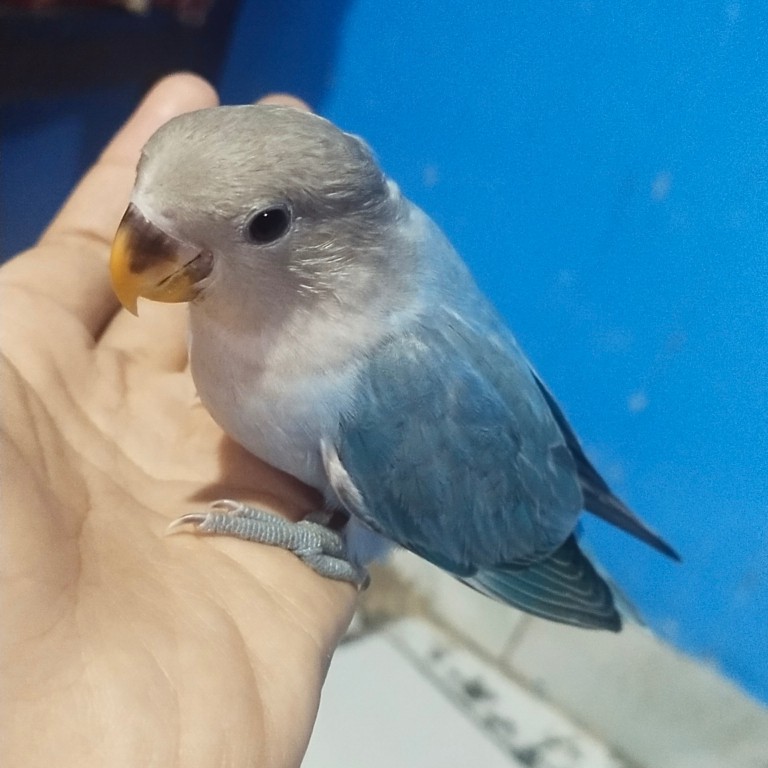 burung lovebird non klep semi mandiri