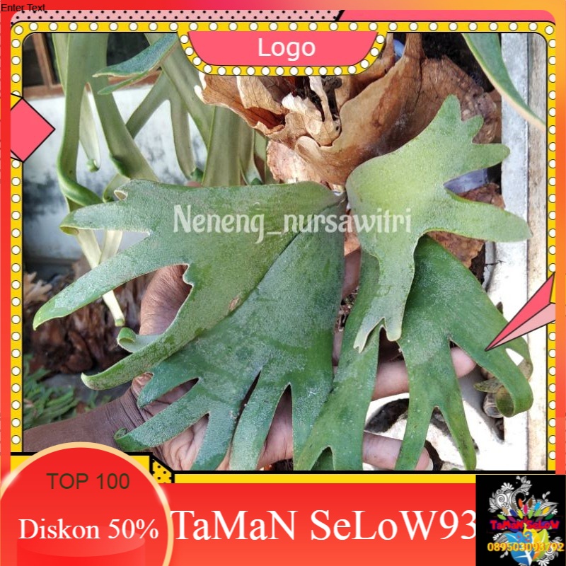 Tanaman Hias mungil  / Simbar menjangan / Tanduk rusa / Platyserium