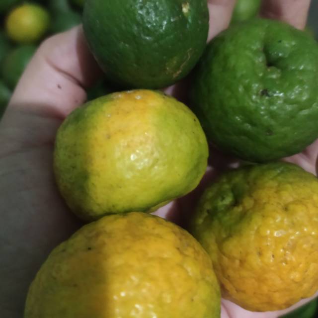 

Jeruk purut segar 1kg