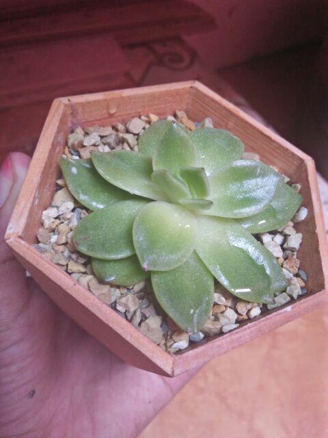 1 sukulen POT kayu hexagon segi enam hias hidup kaktus 1 sukulen POT kayu hexagon segi enam hias hidup kaktus