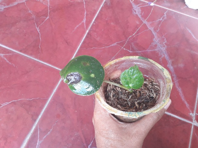 Tanaman Hias Peperomia Raindrof