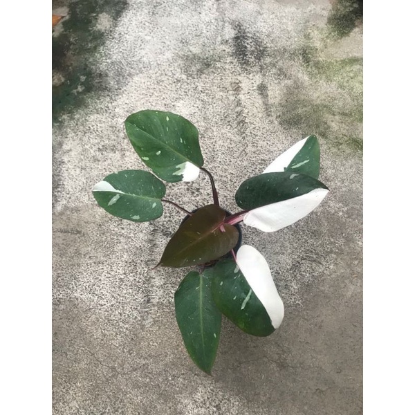 philodendron anderson varigata