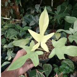 philodendron florida ghost mint