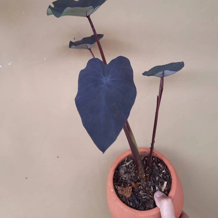 tanaman hias caladium black magic