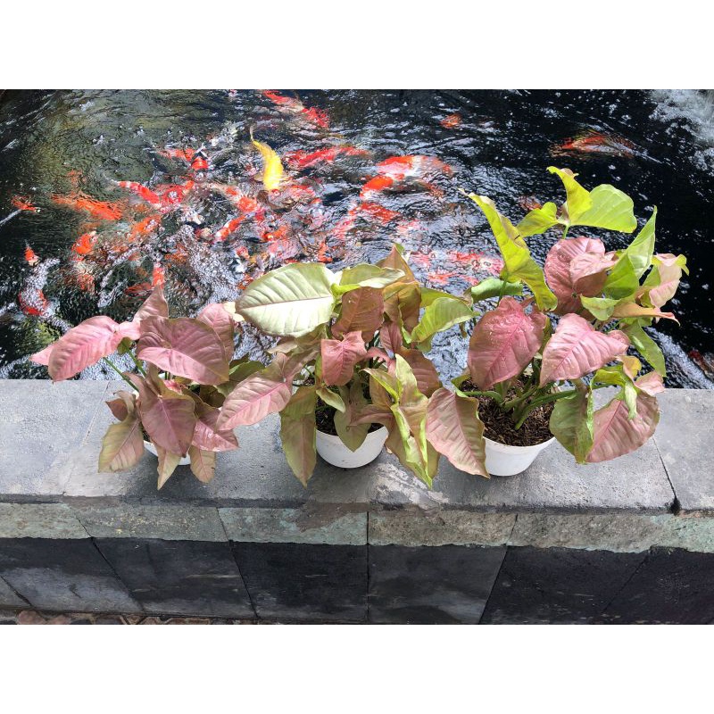 Syngonium Pink Robusta