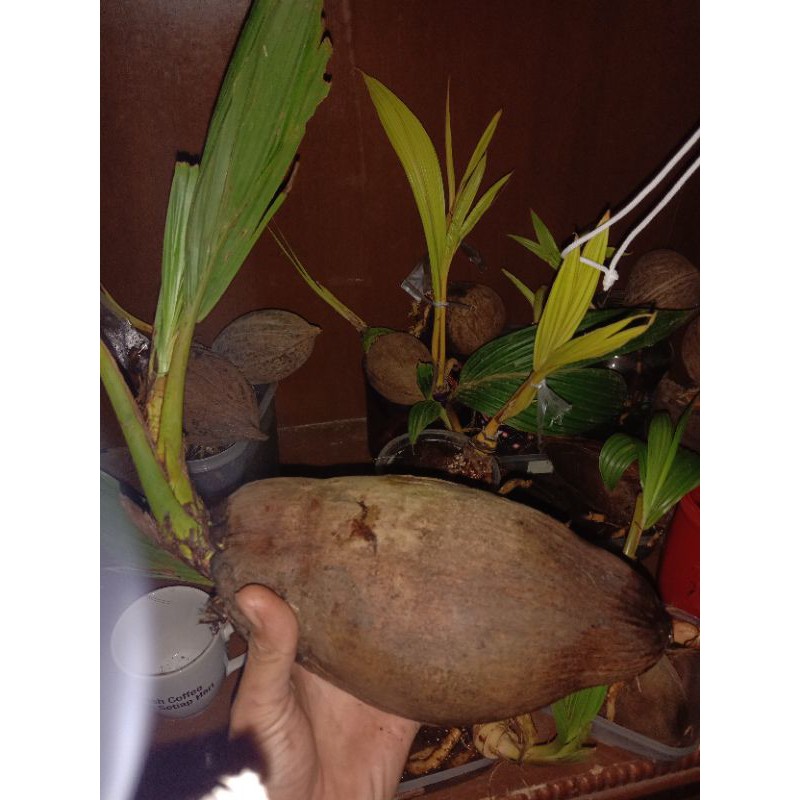 bahan bonsai kelapa lonjong ori