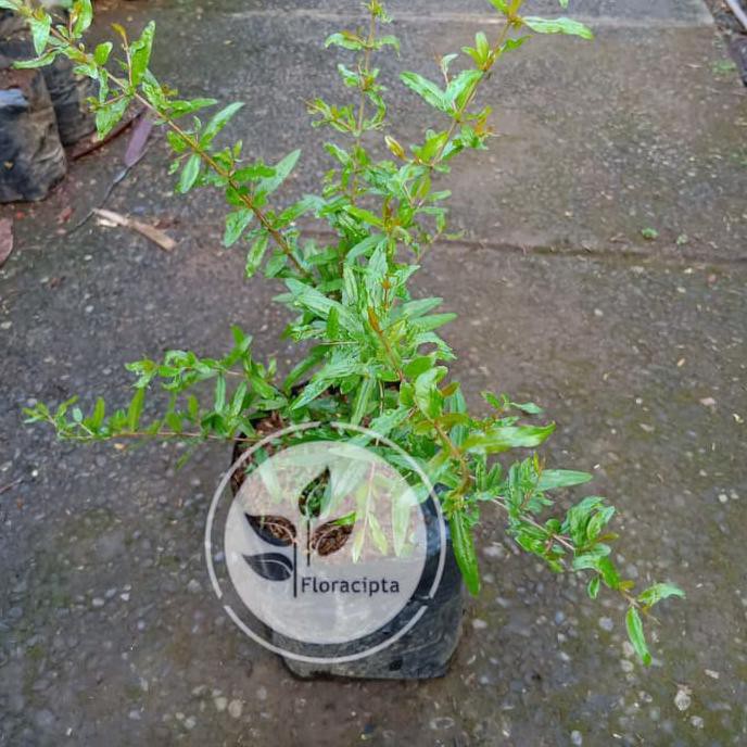 FORD BIBIT DELIMA MERAH POHON DELIMA MERAH BIBIT BUAH DELIMA MERAH POHON BUAH DELIMA MERAH