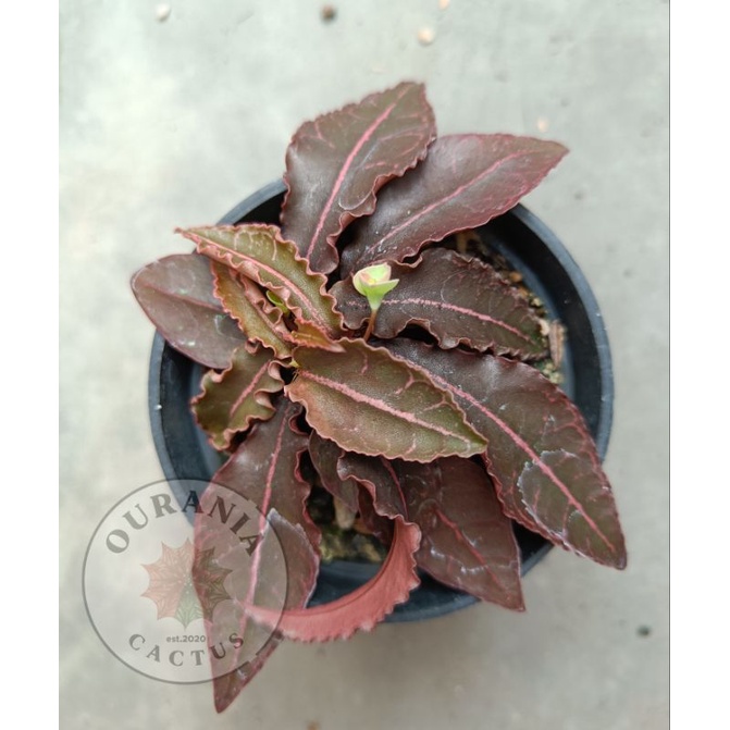 Euphorbia Francoisii