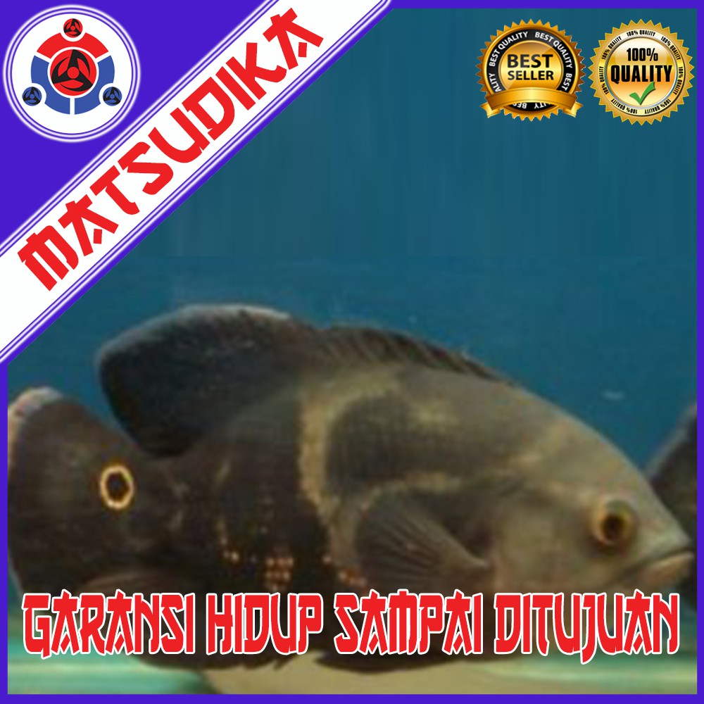 Ikan Hias Oscar Aquarium Aquascape Garansi Hidup Shopee Indonesia