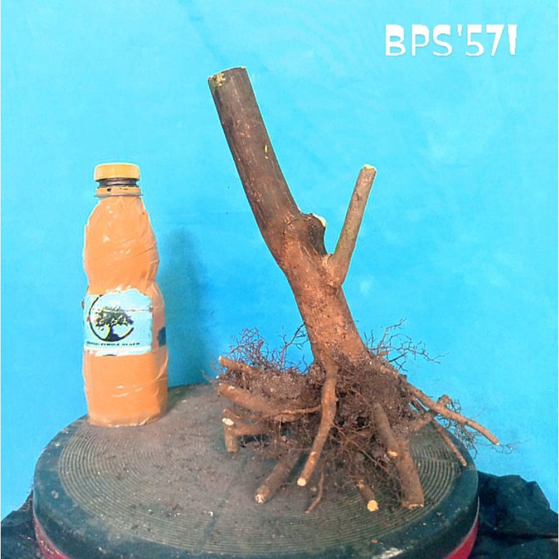 Bonsai jeruk kingkit small atau mame / bahan bonsai jeruk kingkit small tanaman hiasan bonsai