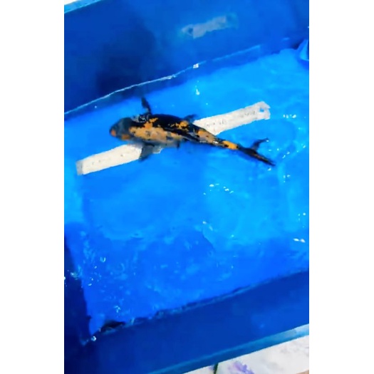 ikan koi Ki utsuri murah bandung
