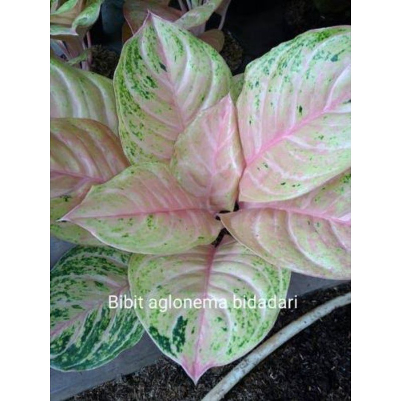 tanaman hias aglonema bidadari
