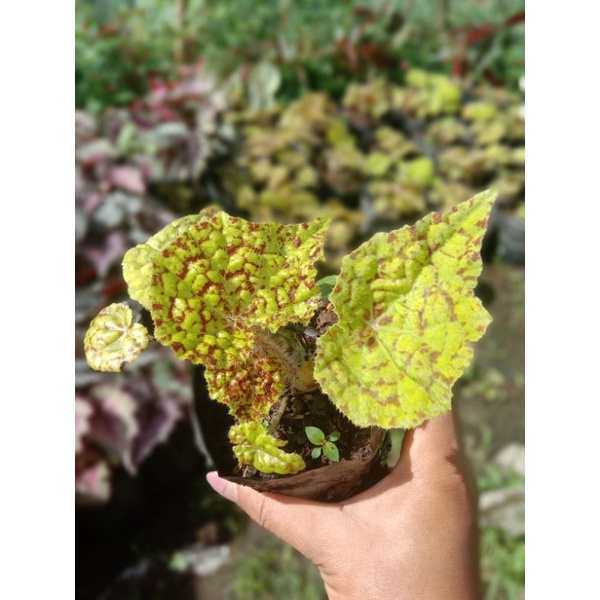 Begonia Jenis Premium