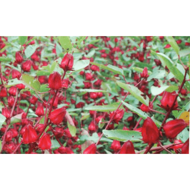 

teh rosella merah kering 50 gram