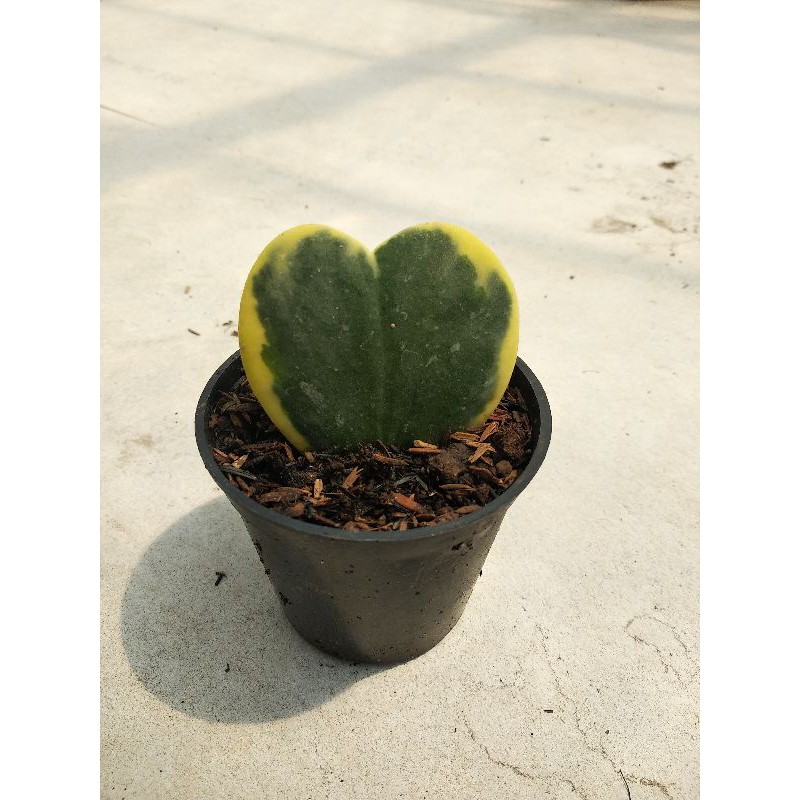 sukulen Hoya love variegata